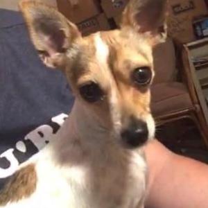 Image of Jumanji, Lost Dog