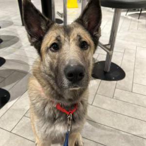 Image of Benji, Lost Dog