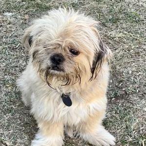 Image of Finnegan, Lost Dog