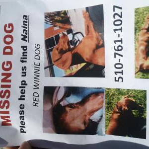 Lost Dog Naina Maree