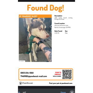 Found Dog Unknown