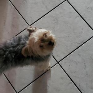 Lost Dog Rokie