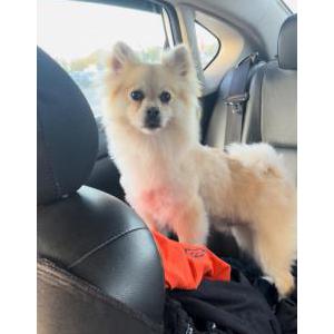 Found Dog Unknown