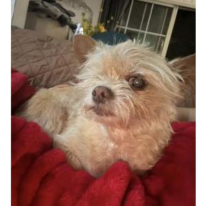 Image of Canela, Lost Dog