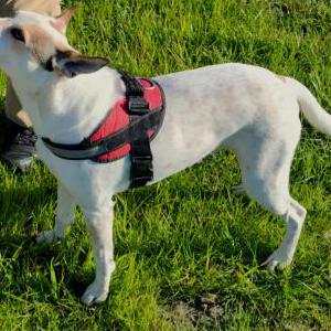 Lost Dog Withheld