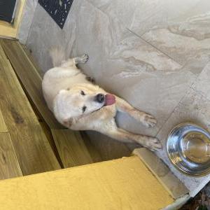 Image of Unknown, Found Dog