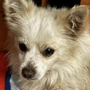 Image of Unknown, Found Dog