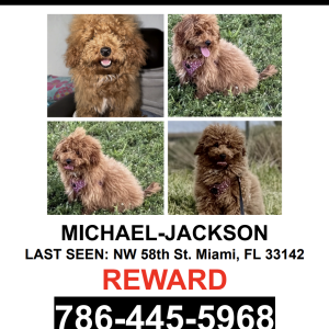 Lost Dog Michael Jackson