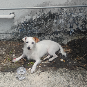 Found Dog Unknown