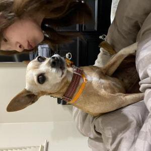 Image of Percida, Lost Dog