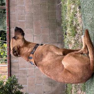 Image of Unknown, Found Dog