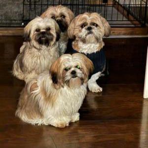 Image of Molly, Woody,, Lost Dog