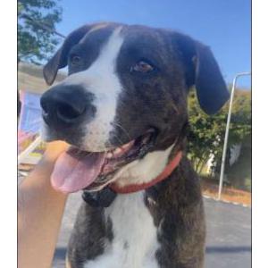 Image of Tiger, Lost Dog