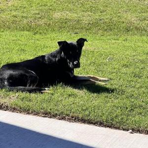 Image of Momba, Found Dog
