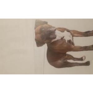 Image of Ziggy, Lost Dog