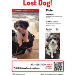 Image of Pluto, Lost Dog
