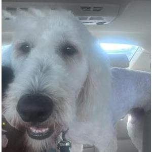 Image of Bear, Lost Dog