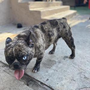 Lost Dog Luna