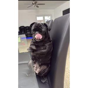 Lost Dog Bella