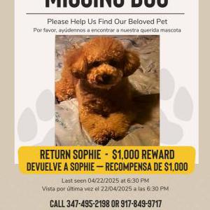 Image of Sophie, Lost Dog