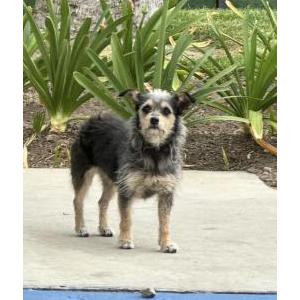 Image of Unknow, Found Dog