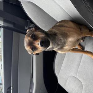 Image of Rue, Lost Dog