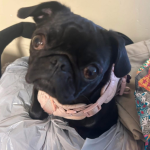 Image of Lulu, Lost Dog