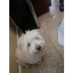 Lost Dog Coco