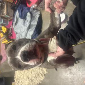 Image of Unknown, Found Dog