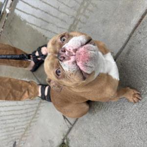 Image of Unknown, Found Dog