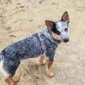 Image of Pepper, Lost Dog
