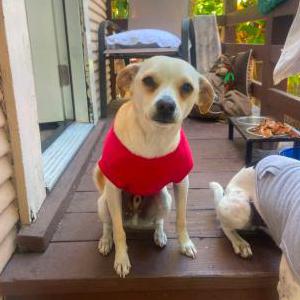 Lost Dog Carrot