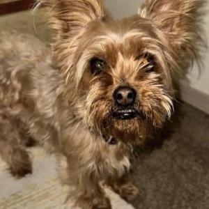 Image of Belle, Lost Dog