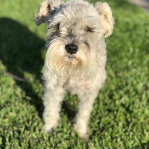 Lost Dog MeiMei