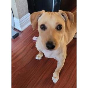 Found Dog Unknown