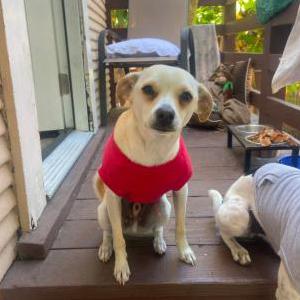 Lost Dog Carrot