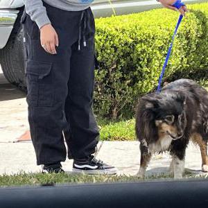 Image of Unknown, Found Dog