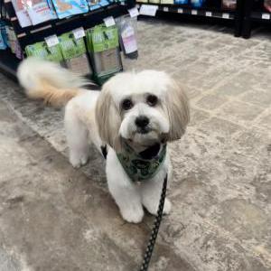 Lost Dog Mochi