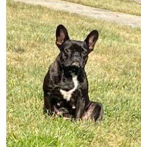 Image of Roxy, Lost Dog