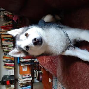 Image of Luffy, Lost Dog