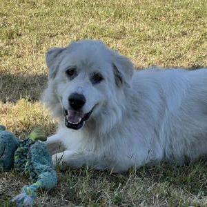 Image of Unknown, Found Dog