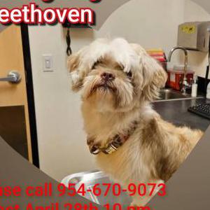 Lost Dog Beethoven