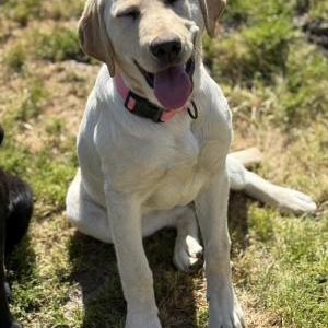 Image of Goldie, Lost Dog