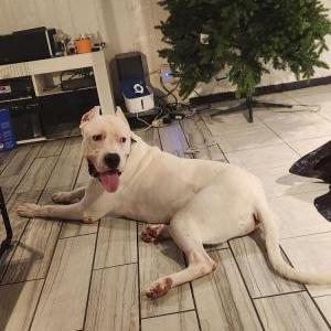 Lost Dog Zeus