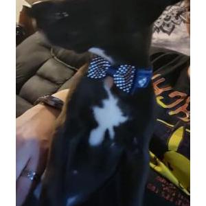 Lost Dog Azrael