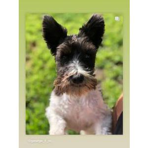 Lost Dog Stella
