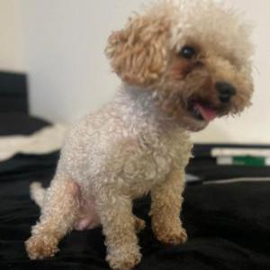Image of Levi, Lost Dog