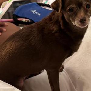 Image of Bella, Lost Dog