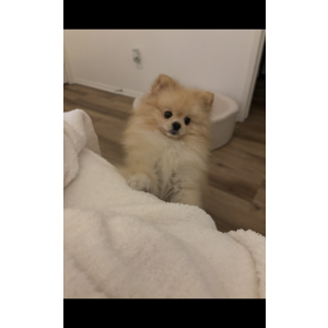 Image of Blaze, Lost Dog