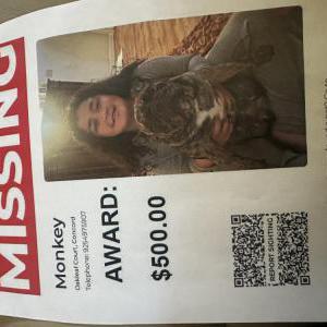 Lost Dog Monkey